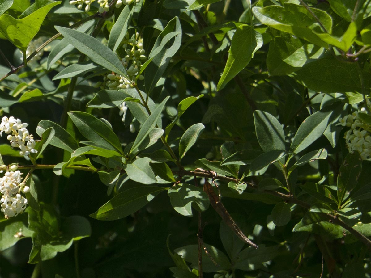 Ligustrum vulgare